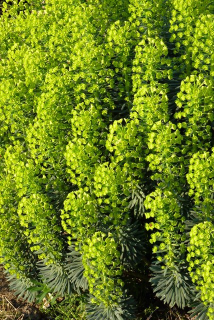 Euphorbia characias ssp.wulfenii'